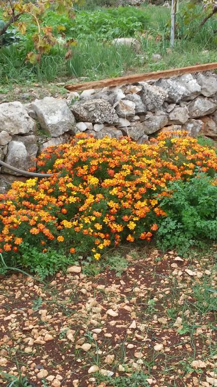 Country House Rusula Vrsine Екстериор снимка