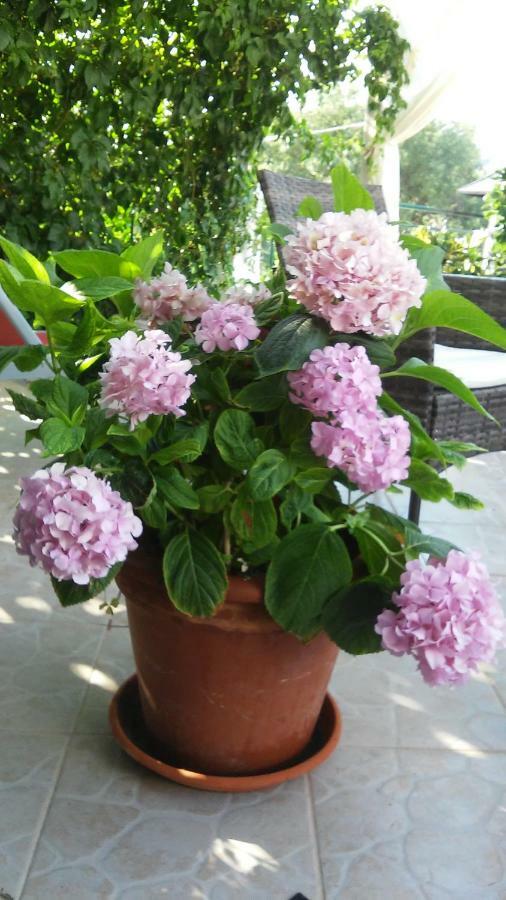 Country House Rusula Vrsine Екстериор снимка